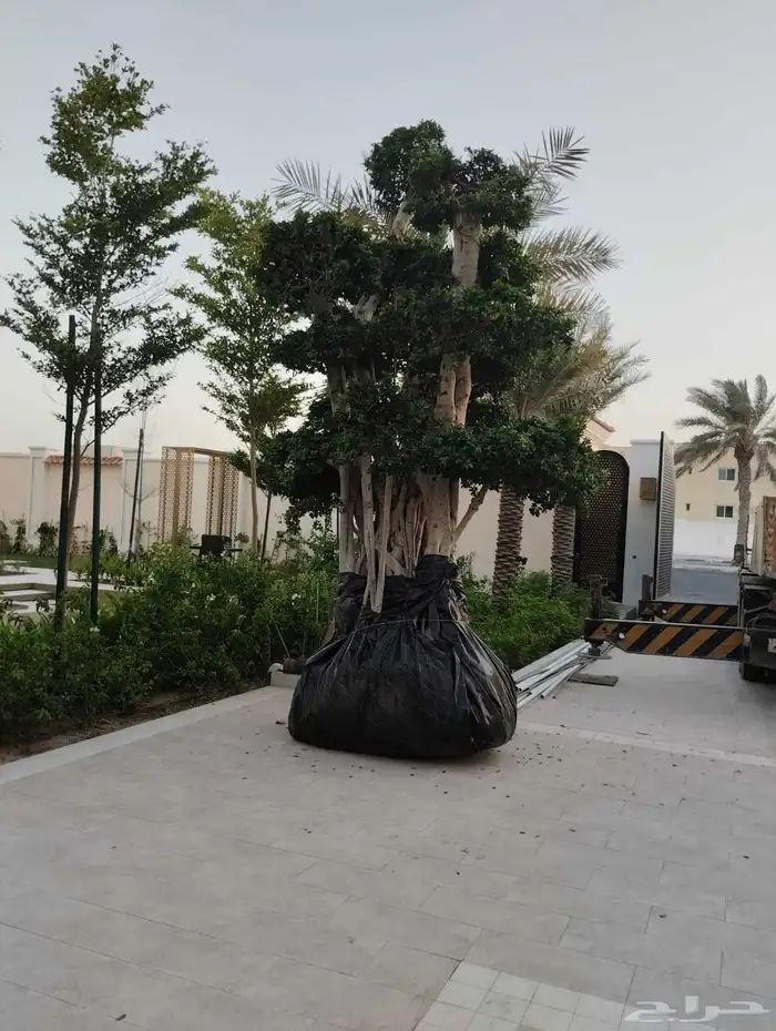 نخيل وشنطونيا اشجار السرو زيتون 7