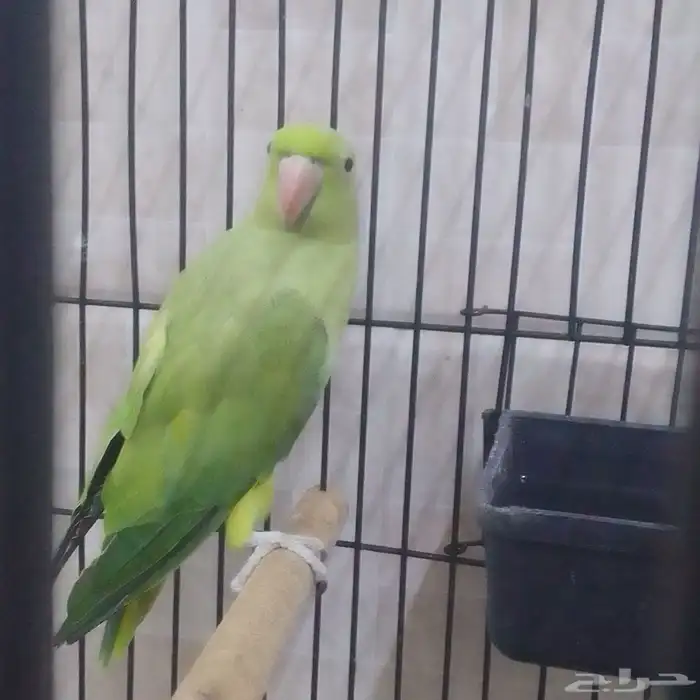 بغبغاء دره هندي أليف اصوات جميله للبيع عالسوم 1