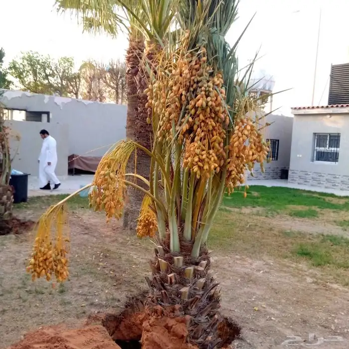 نخل مثمر للبيع صقعي برحي سكري شيشي مجدول نخيل نقايل جثايث 4