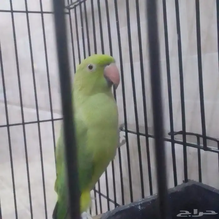 بغبغاء دره هندي أليف اصوات جميله للبيع عالسوم 0