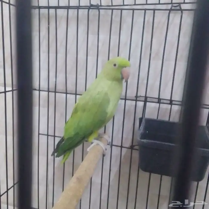 بغبغاء دره هندي أليف اصوات جميله للبيع عالسوم 2