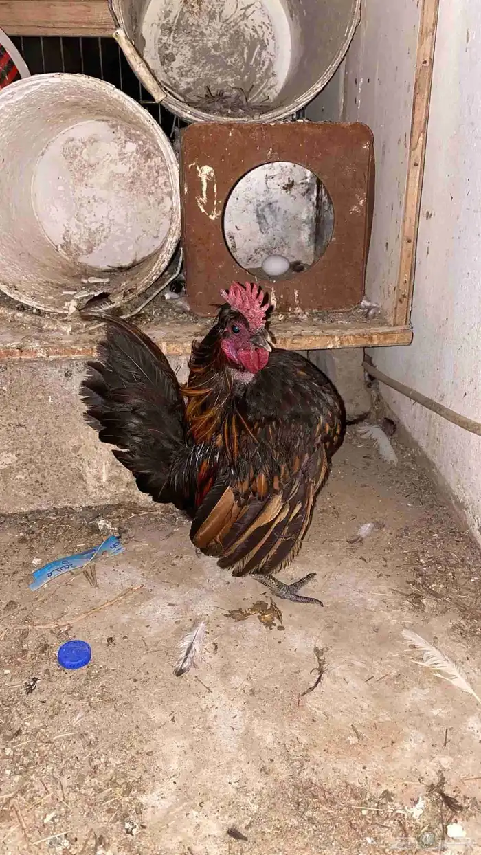 دجاج (عربي هزاز قزم) 0