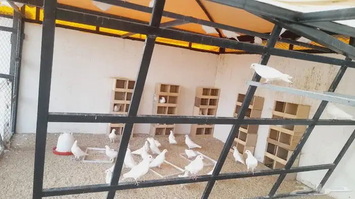 للبيع دجاج فيومي وحمام فرنسي لاحم 0