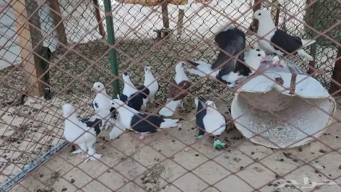حمام للبيع 2