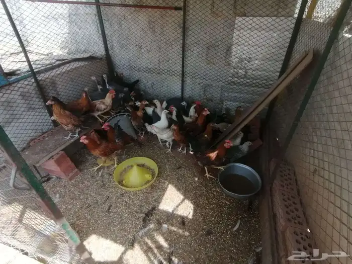 دجاج للبيع بشاير 0