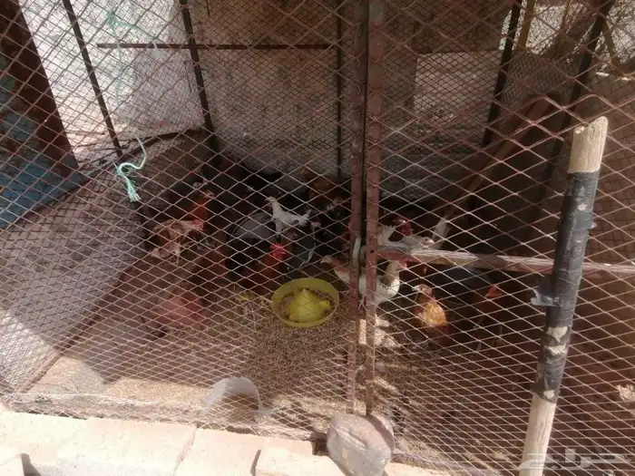 دجاج للبيع بشاير 2