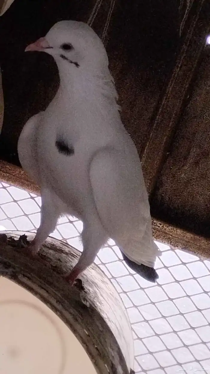 حمام للبيع سليم شرط ومنتج 3