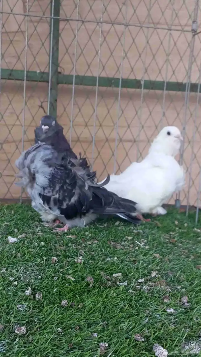 حمام للبيع 9