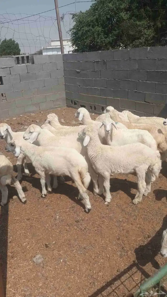 طليان ورخال تربيه 0