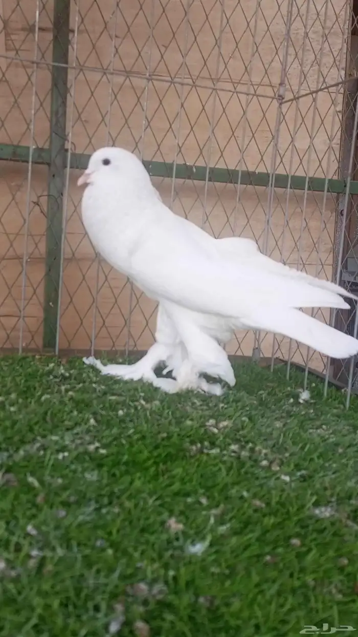 حمام للبيع 1