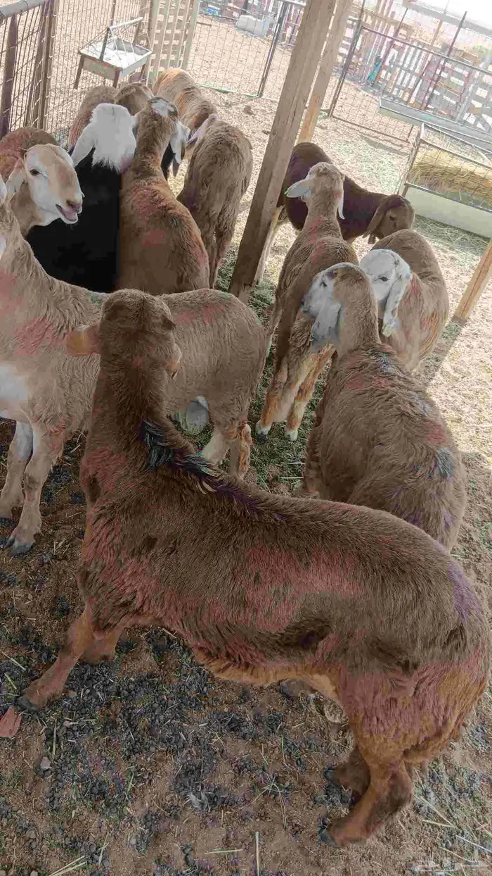 سواكن مربي 3 شهور 0