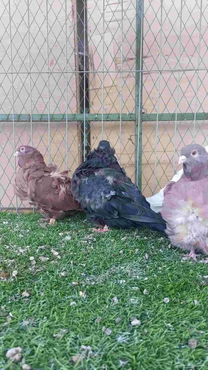 حمام للبيع 6