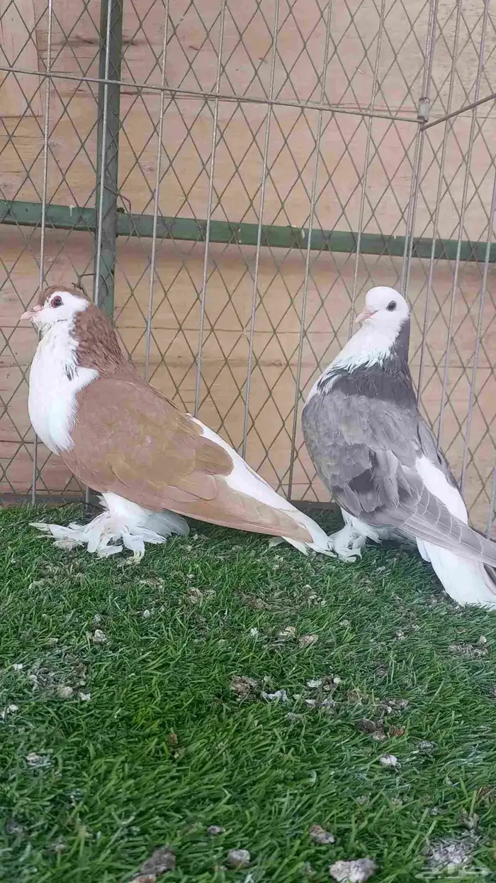 حمام للبيع 2