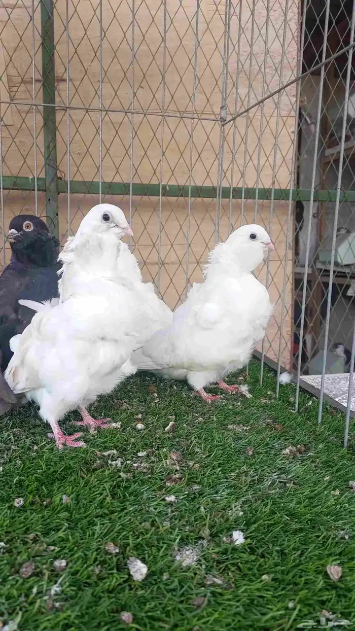 حمام للبيع 4