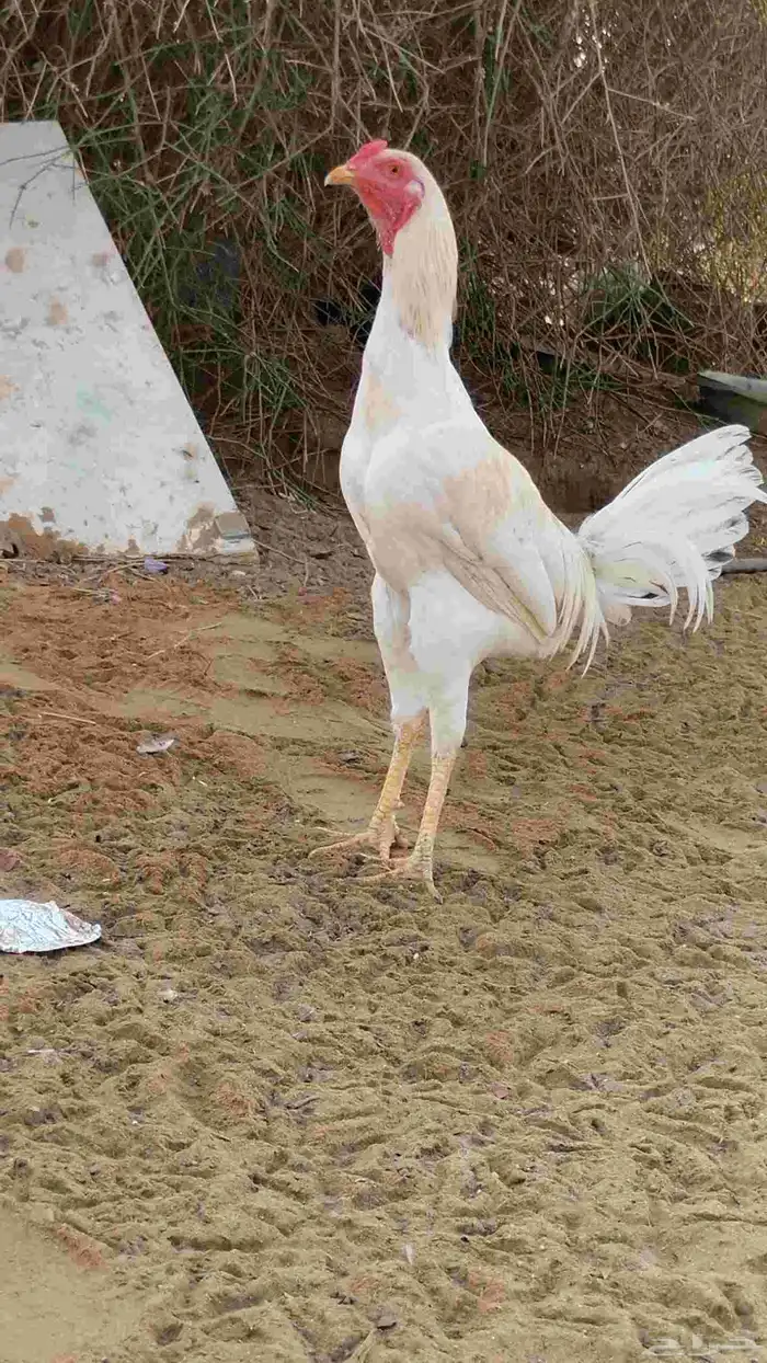 الله يحيكم 0