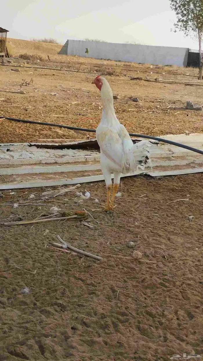 الله يحيكم 1