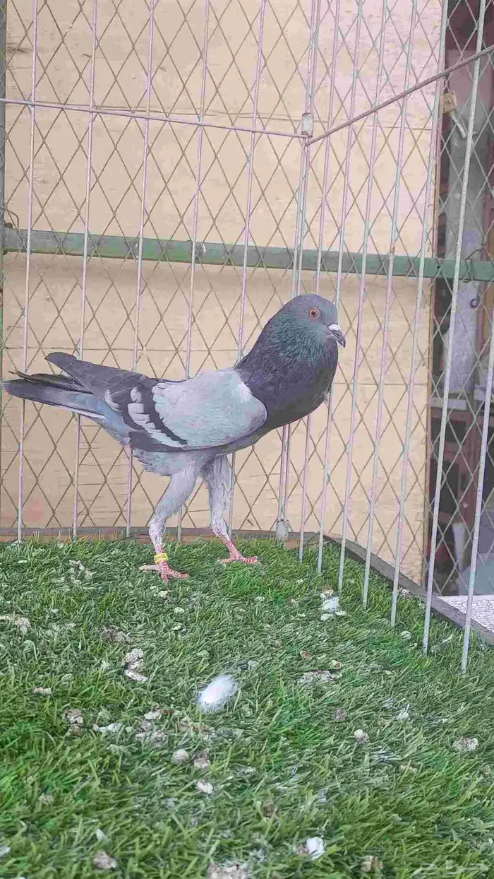 حمام للبيع 0