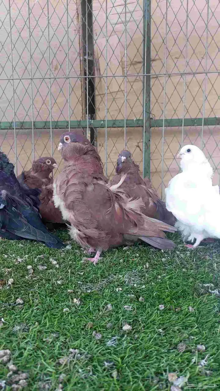 حمام للبيع 8