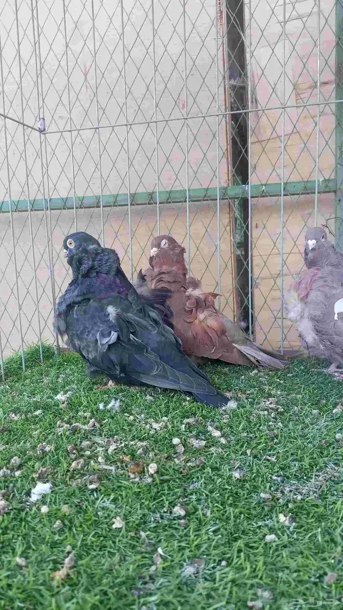 حمام للبيع 7