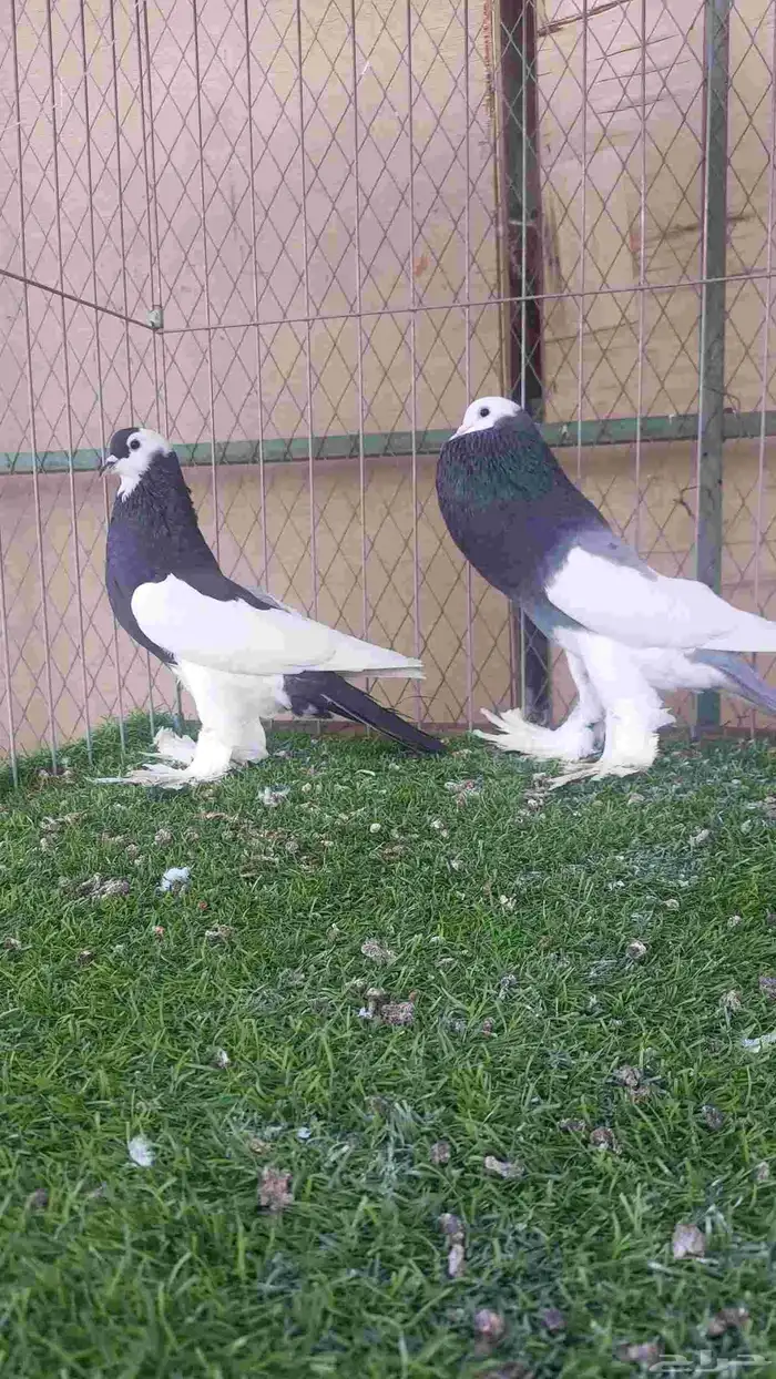 حمام للبيع 3