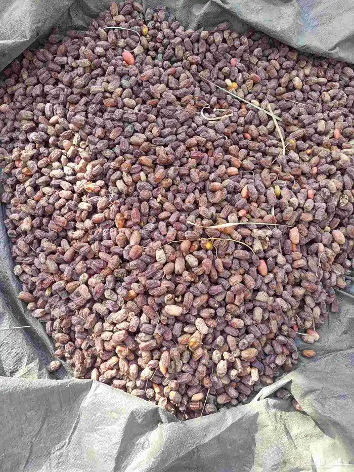 تمور خضري تمر خضري وسط 3