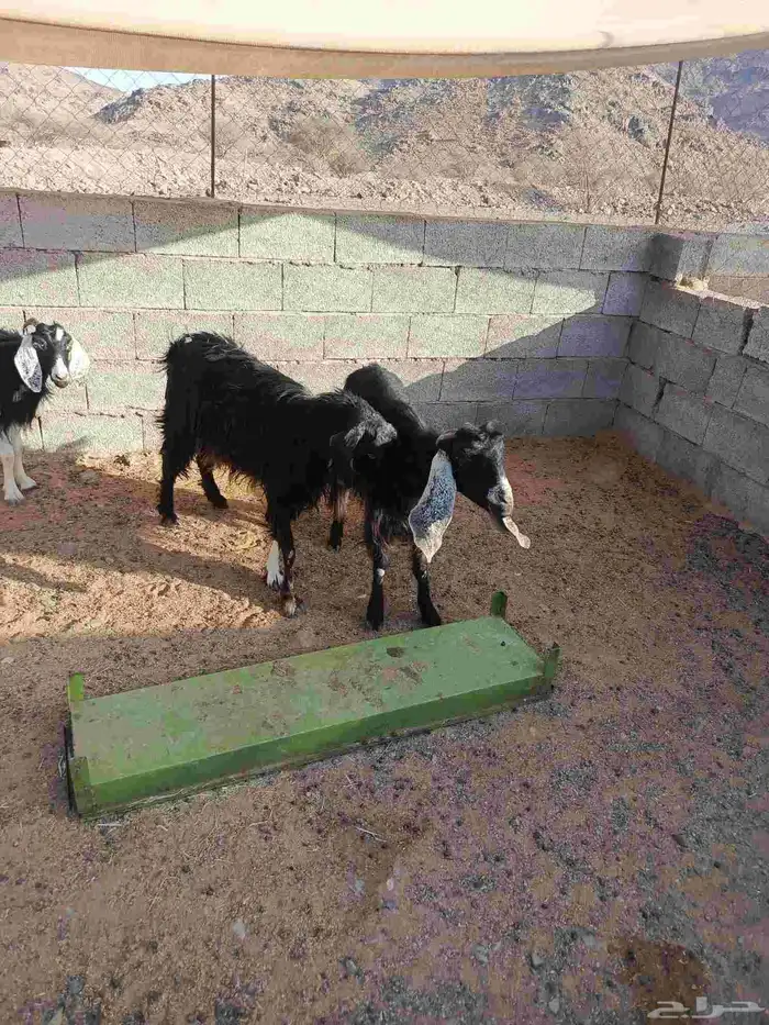 معزا مضاريع 2