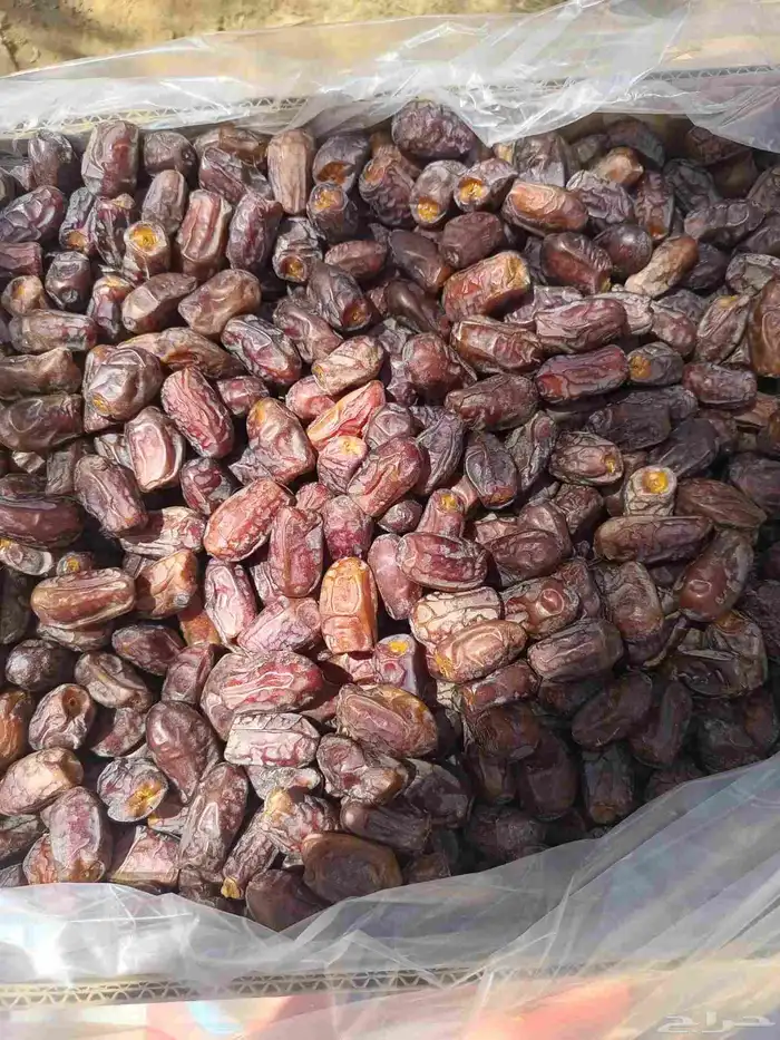 تمور خضري تمر خضري وسط 0