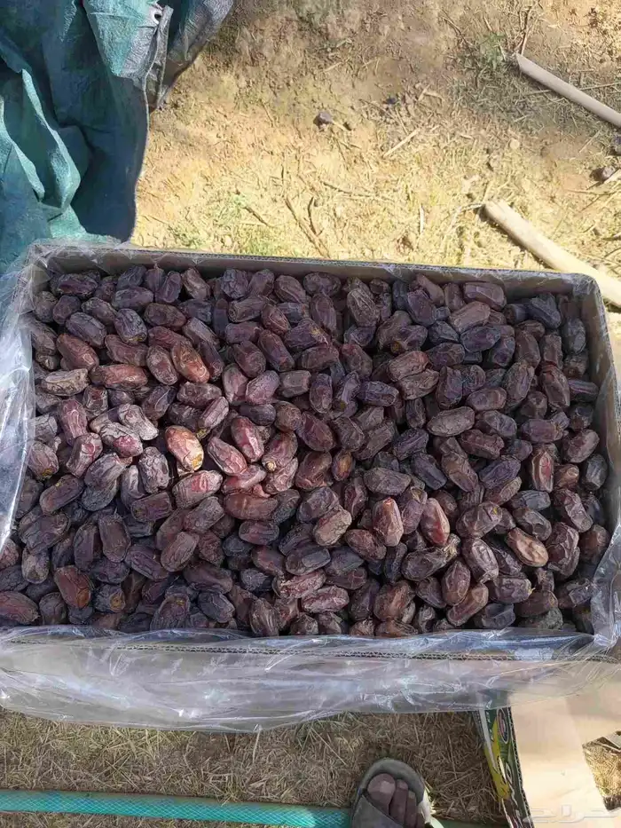 تمور خضري تمر خضري وسط 2