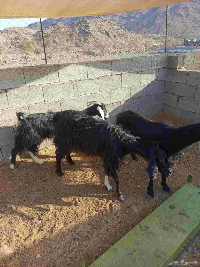 معزا مضاريع 5