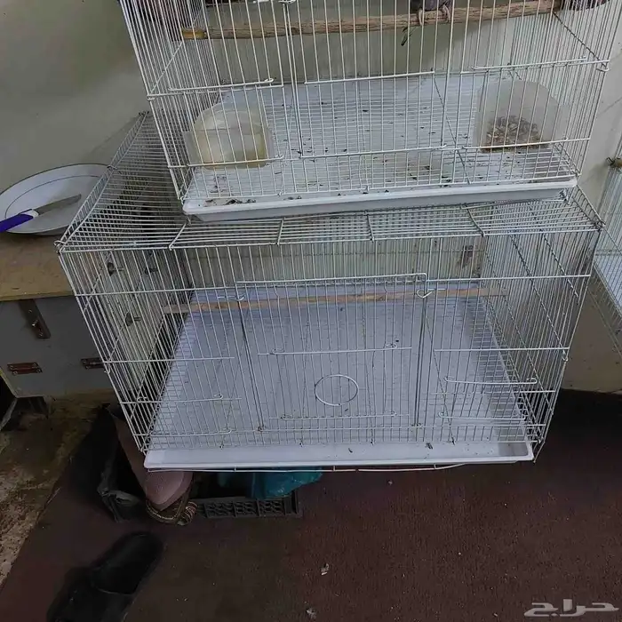 3 اقفاص مع طير 1