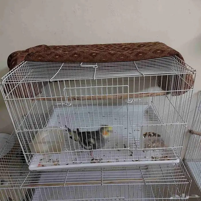 3 اقفاص مع طير 4