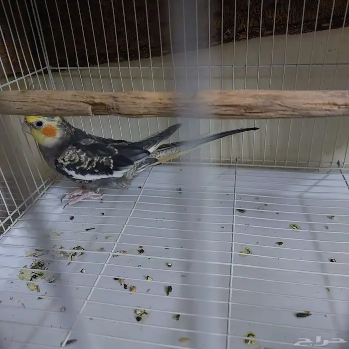 3 اقفاص مع طير 2