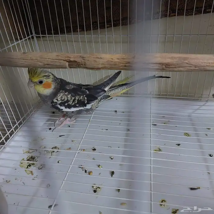 3 اقفاص مع طير 3