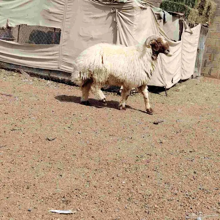 خروف نعيمي سنه سدس منتج على شرط سليم من جميع العذاريب 0