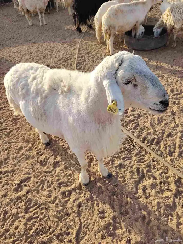 خروف حري طيب 0