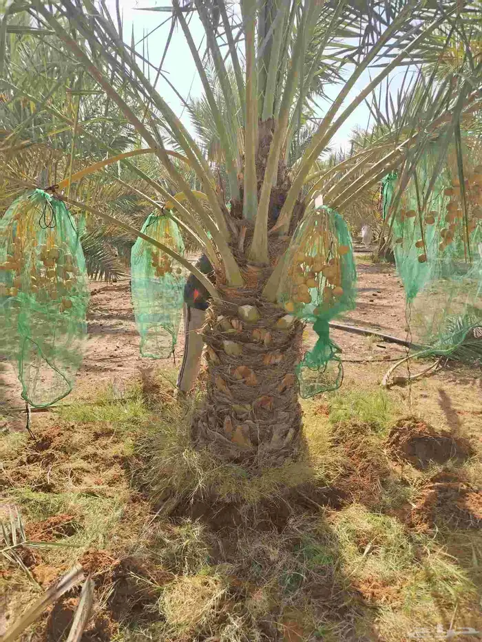 نخل نقايل جثايث سلاطين برحي جميع الأنواع 1