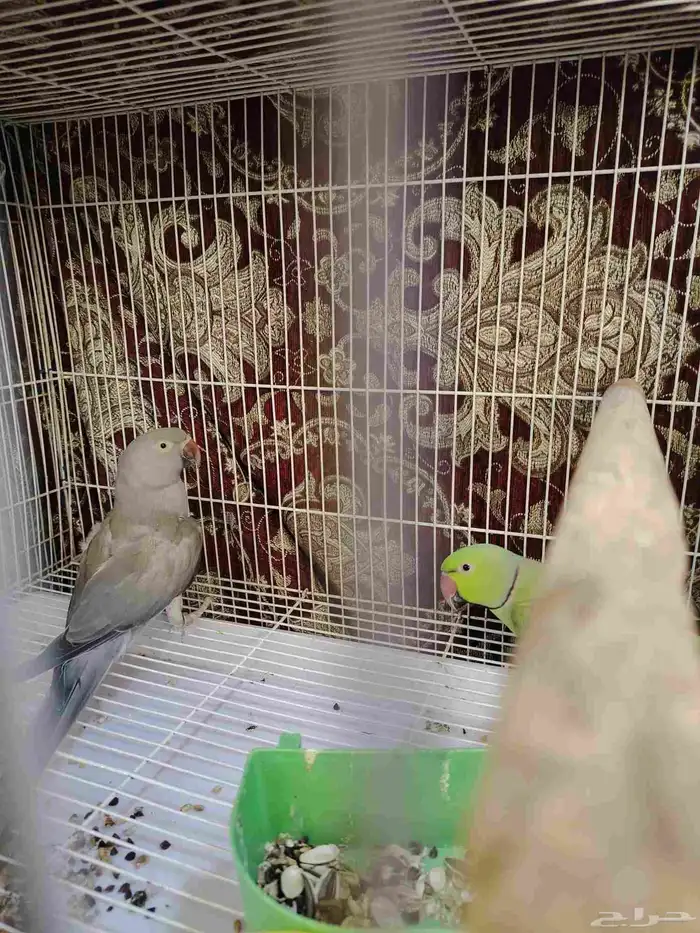جوز دره منتج 4