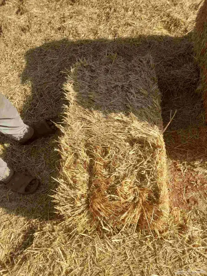 تبن اعلاف 2