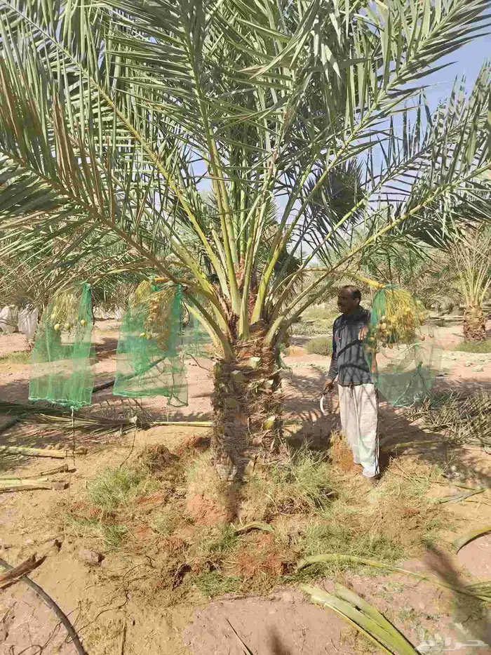 نخل نقايل جثايث سلاطين برحي جميع الأنواع 0