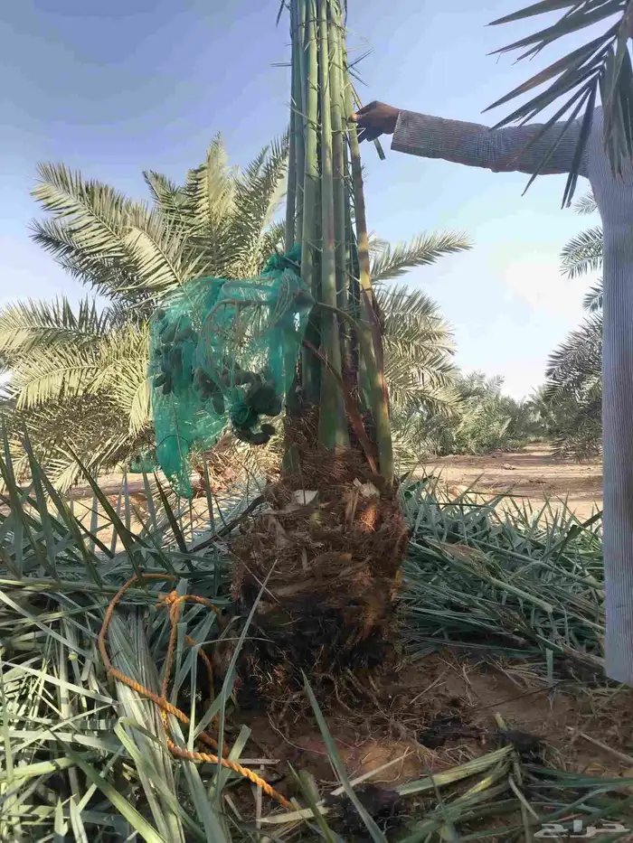نخل نقايل جثايث سلاطين برحي جميع الأنواع 5
