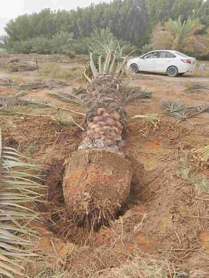 نخل نقايل جثايث سلاطين برحي جميع الأنواع 6