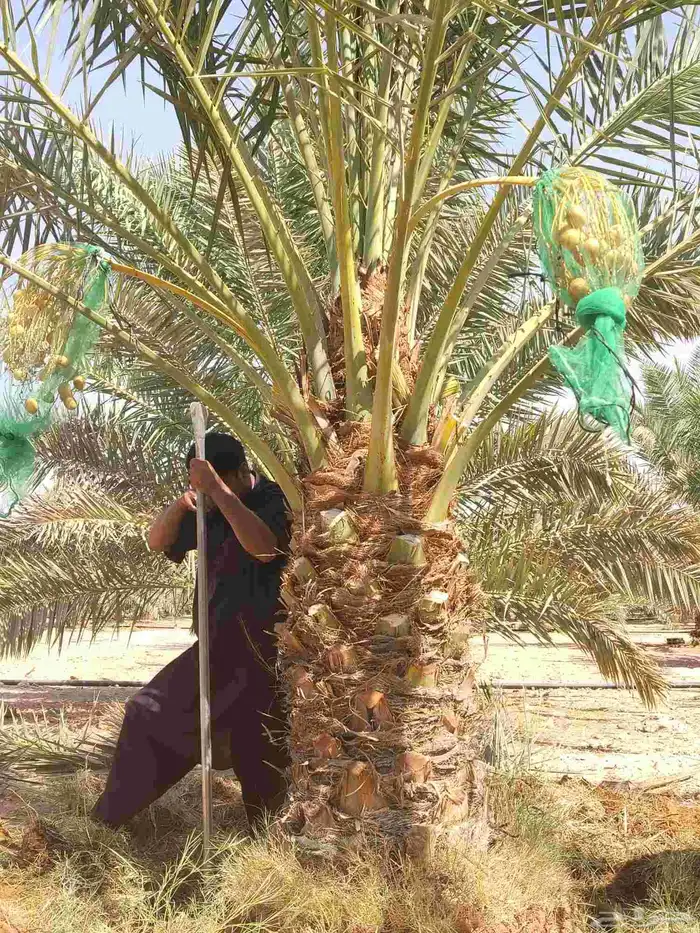 نخل نقايل جثايث سلاطين برحي جميع الأنواع 2