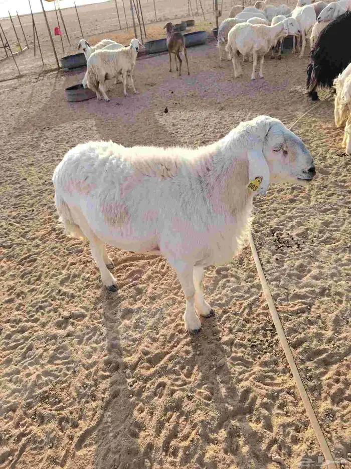 خروف حري طيب 1