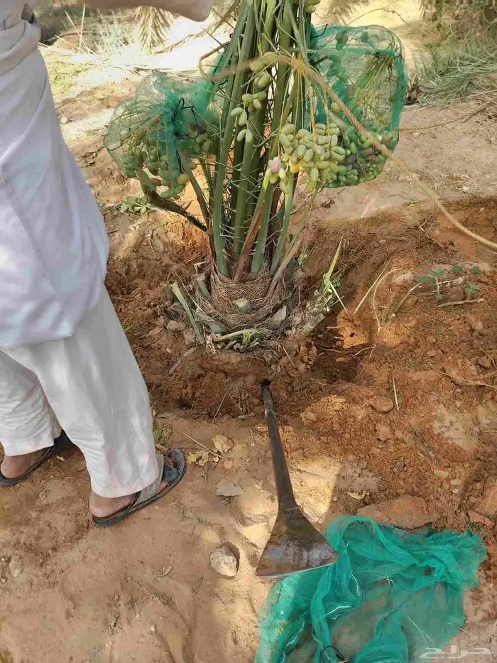 نخل نقايل جثايث سلاطين برحي جميع الأنواع 8