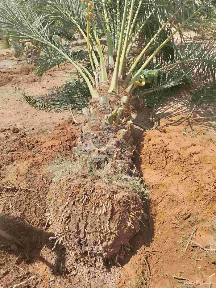 نخل نقايل جثايث سلاطين برحي جميع الأنواع 3