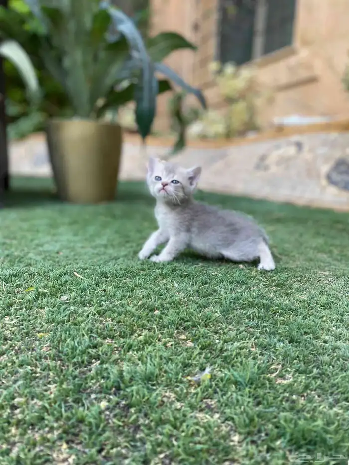 سكوتش فولد مطعمين مدربين للبيع ولايوجد تبني 25