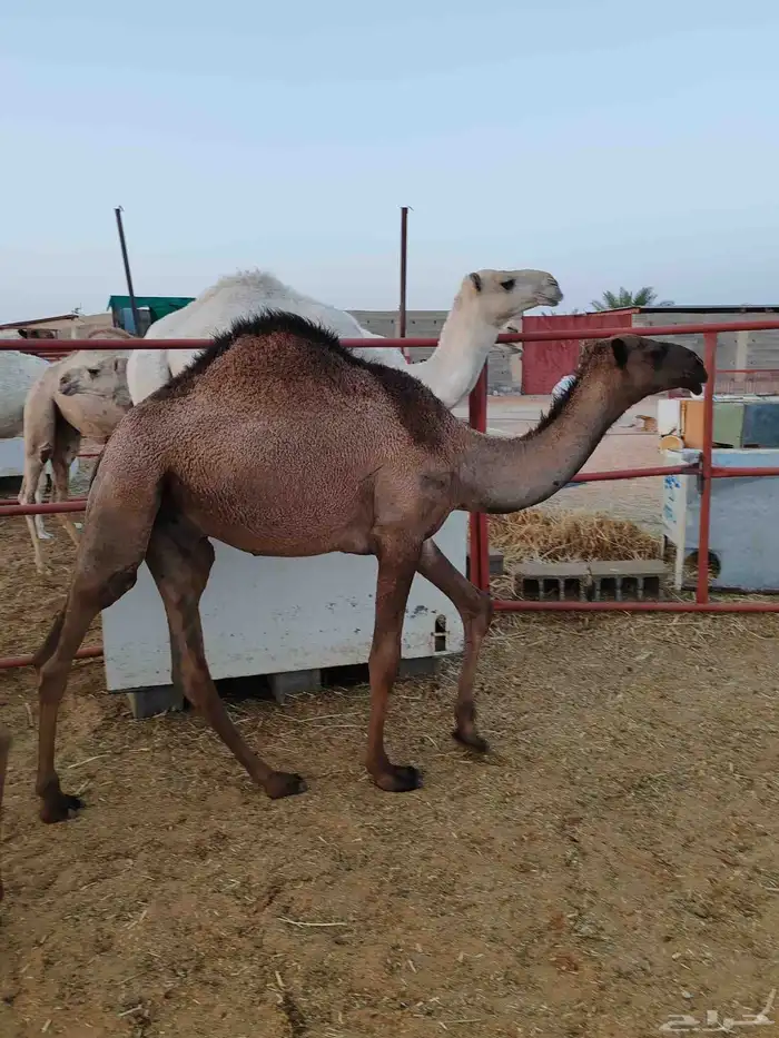حشو مفاريد 3
