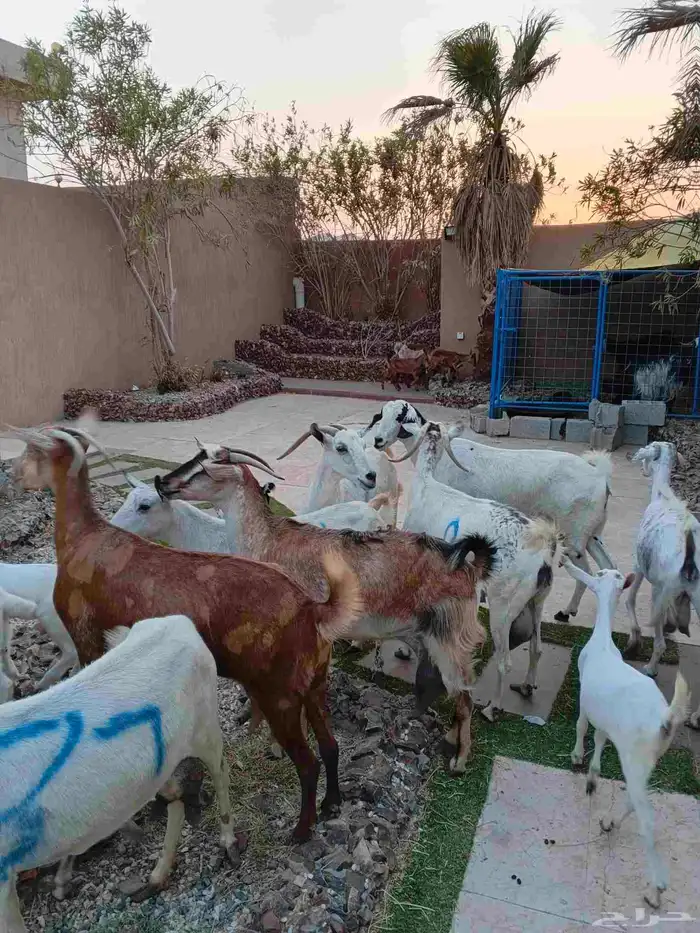 11 ماعز جنوبيات خلفات 5