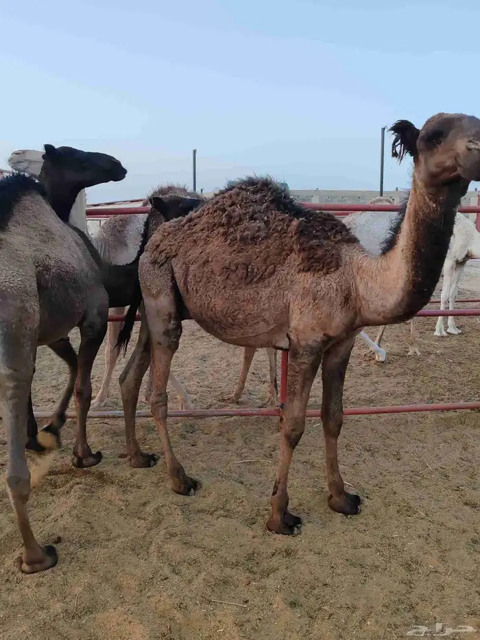 حشو مفاريد 5