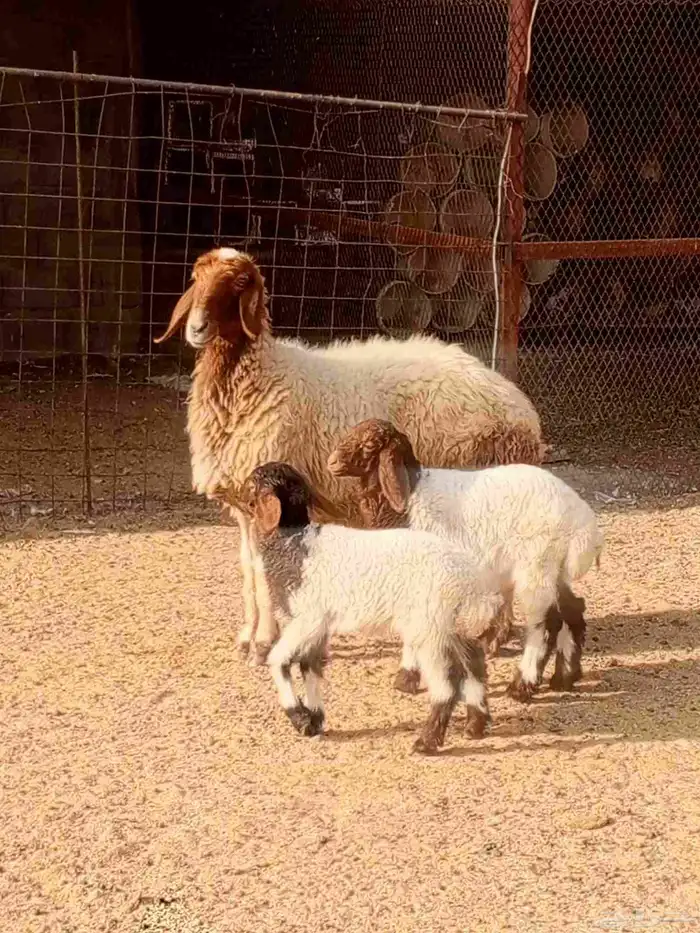نعيمه متومه 1